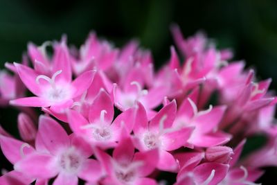 Close-up of pink flowers blooming outdoors