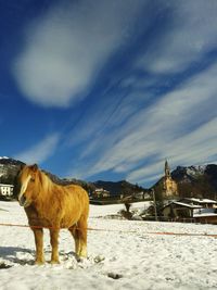 Horse standing on snow field against sky