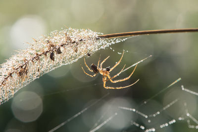 Close-up of spider on web