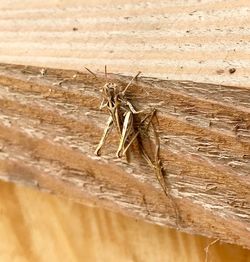 Close-up of insect on wood