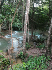 Trees growing in forest