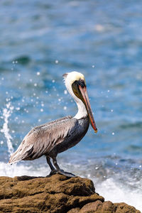 Close-up of pelican on beach