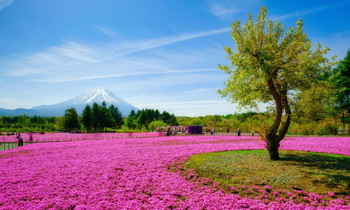 Purple flowering plants on field against sky