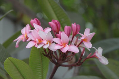 Close-up of pink flowering plant