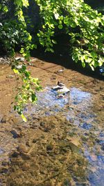 High angle view of a duck in a lake