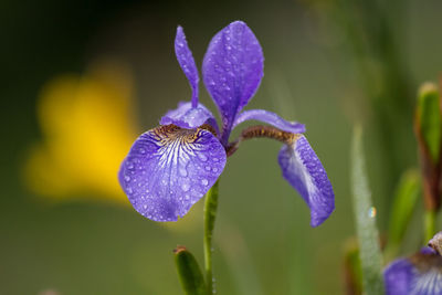 Close-up of wet purple iris