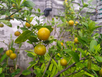 Close-up of fruits on tree