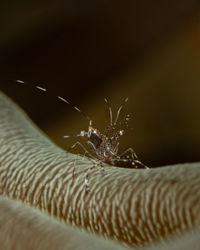 Close-up of spider