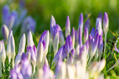 Close-up of purple crocus flowers on field