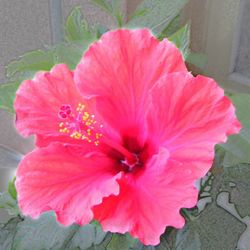 Close-up of pink flower