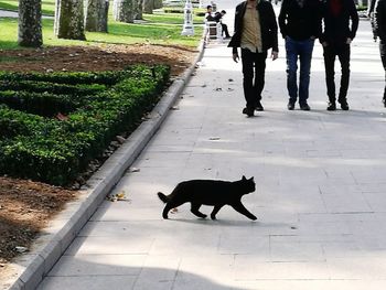 Low section of dog walking on road