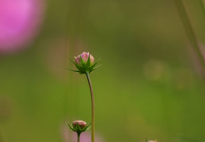 Fragile buds of cosmos flowers 