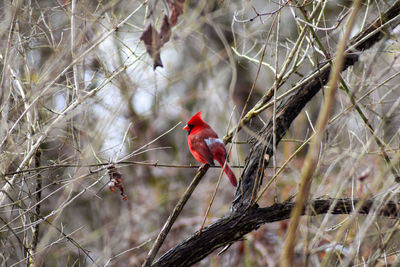 Bird perching on branch