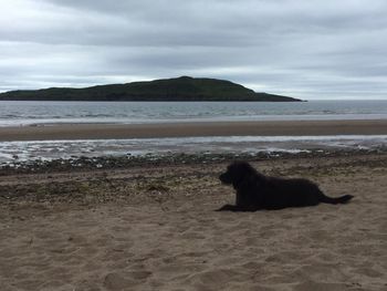 Dog on beach by sea against sky