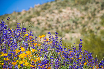 Close-up of purple flowering plant on field
