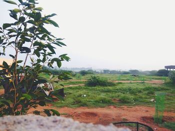 Scenic view of field against clear sky