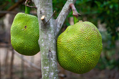 Close-up of fruits hanging on tree