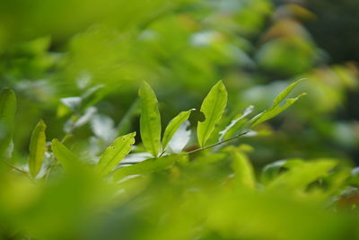 Close-up of plant growing on field