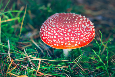 fungus
