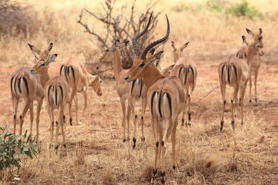 Herd of impala on field