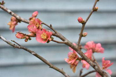 Close-up of cherry blossoms in spring