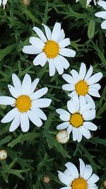 Close-up of white daisy flower