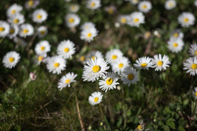 Close-up of white daisy flowers on field