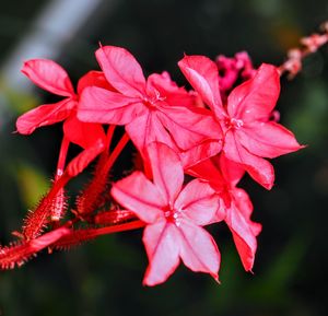 Close-up of red flowering plant