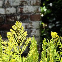 Close-up of plant