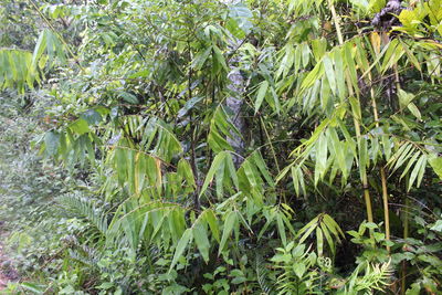 Close-up of fresh green plants in forest