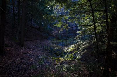 Trees in forest