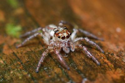 Close-up of spider