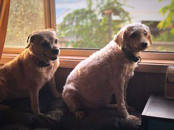 Dog sitting on window at home