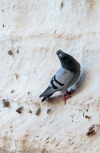 Low angle view of bird perching on wall