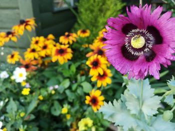 Close-up of purple flowering plant