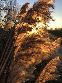 Low angle view of trees against sky during sunset