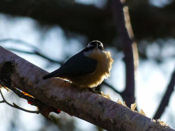 Close-up of bird perching on branch