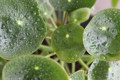 Close-up of raindrops on piles leaf