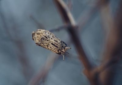 Close-up of insect on plant