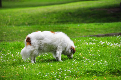 White dog on field
