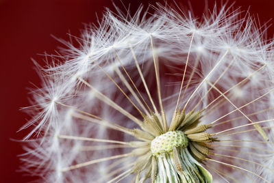 Close-up of dandelion on plant