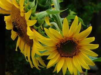 Close-up of yellow sunflower