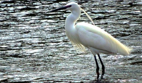 White duck in a lake