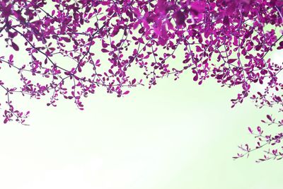 Low angle view of pink flowering tree against sky