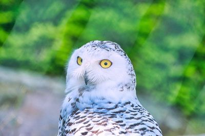 Close-up portrait of eagle