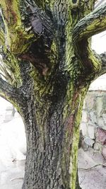 Close-up of lichen on tree trunk