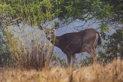 Black-tailed deer on field