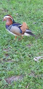 Side view of a bird on land