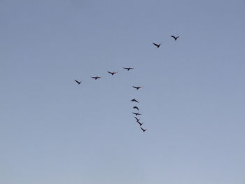 Low angle view of birds flying in sky