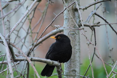 Sideview of a black bird sitting on a branch without leaves and looking in the camera - springtime 